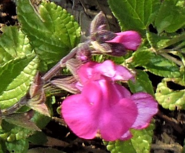 Salvia microphylla Cyclamen