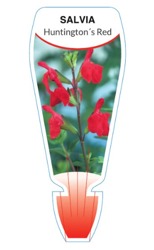 Salvia microphylla Huntingtons Red