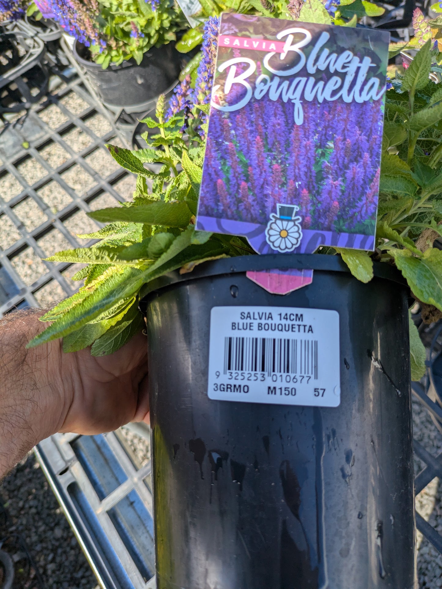 Salvia nemorosa Blue Bouquetta