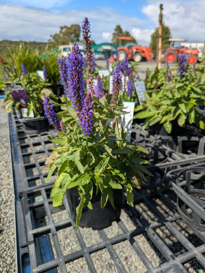 Salvia nemorosa Blue Bouquetta