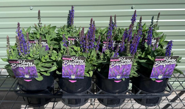 Salvia nemorosa Blue Bouquetta