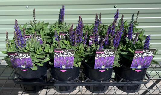 Salvia nemorosa Blue Bouquetta