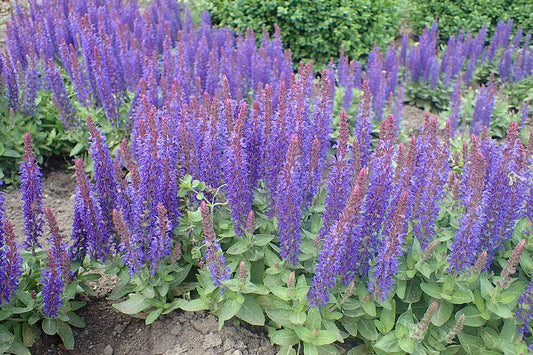 Salvia nemorosa Blue Hills
