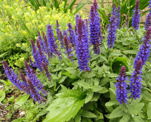 Salvia nemorosa Sensation Blue