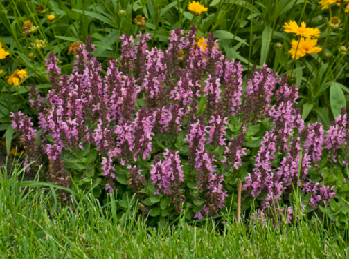 Salvia nemorosa Sensation Rose