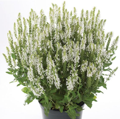 Salvia nemorosa Sensation White