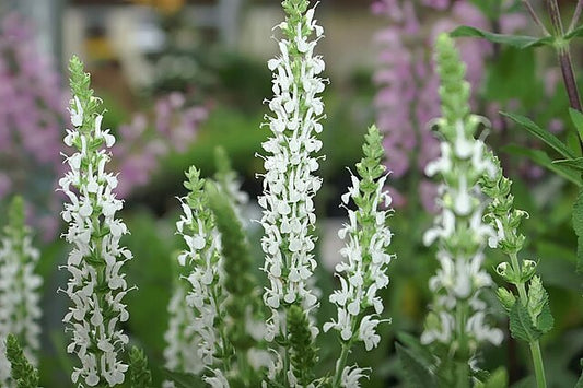 Salvia nemorosa Snow Hills