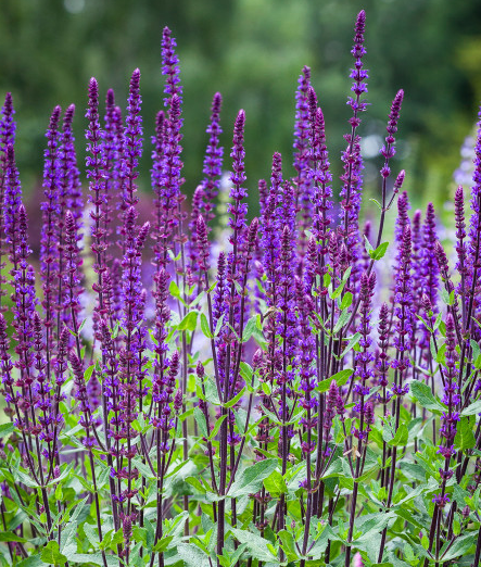 Salvia nemorosa 'Caradonna'