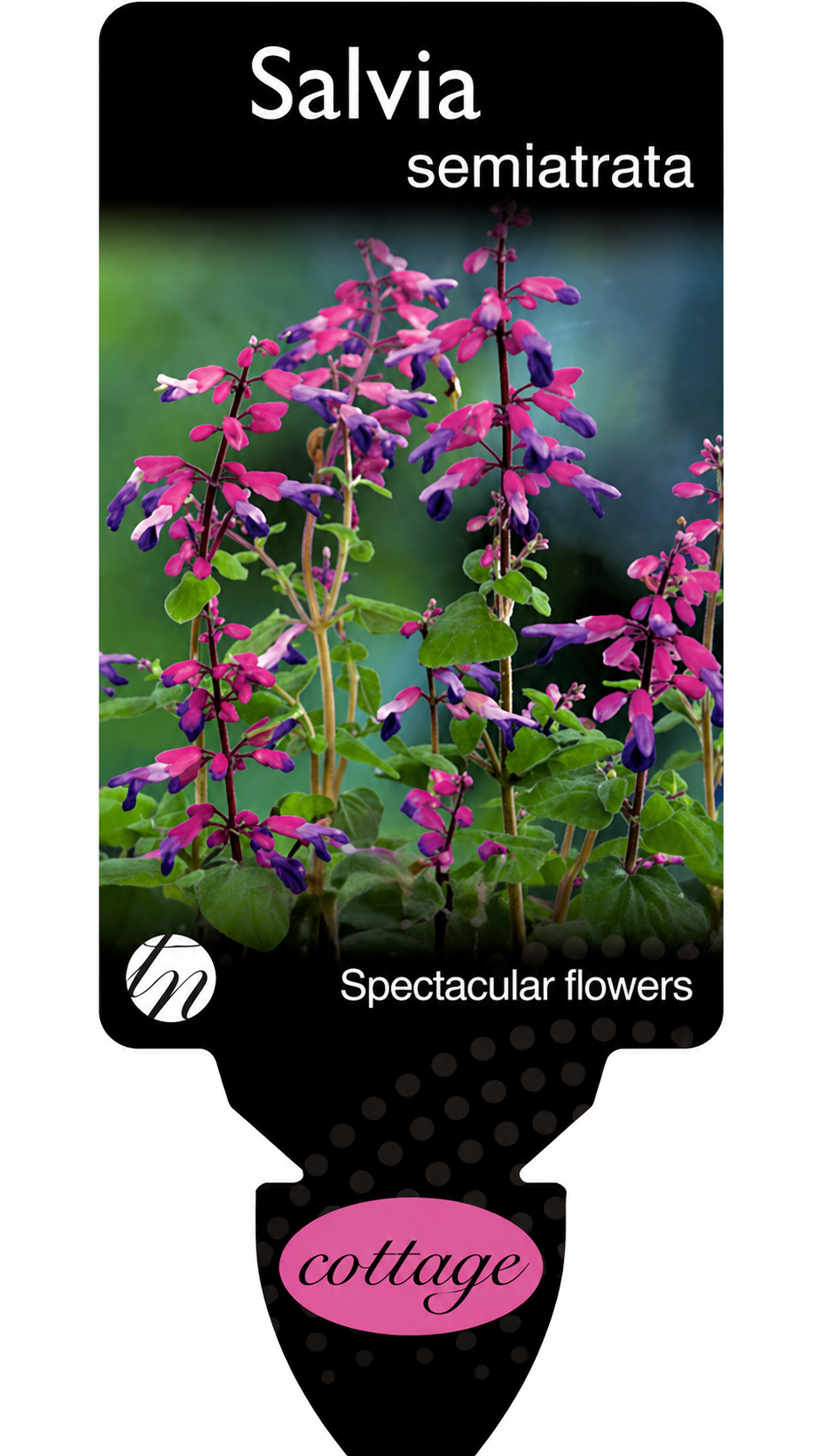 Salvia semiatrata