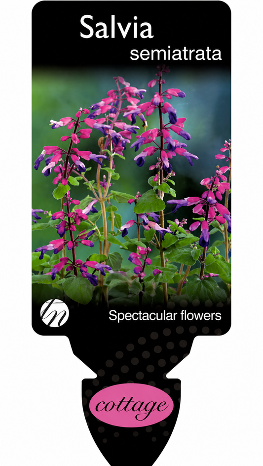 Salvia semiatrata