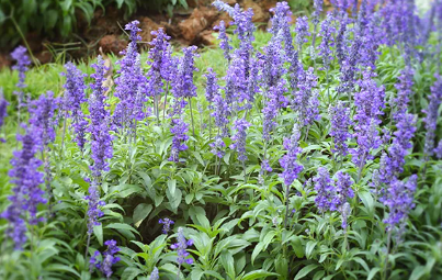 Salvia spp. Purple