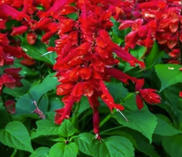 Salvia spp. Red