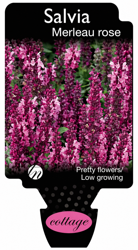 Salvia superba Merleau Rose
