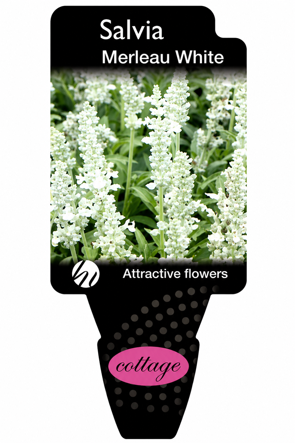 Salvia superba Merleau White