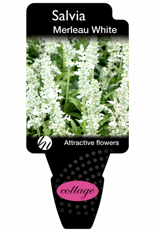 Salvia superba Merleau White
