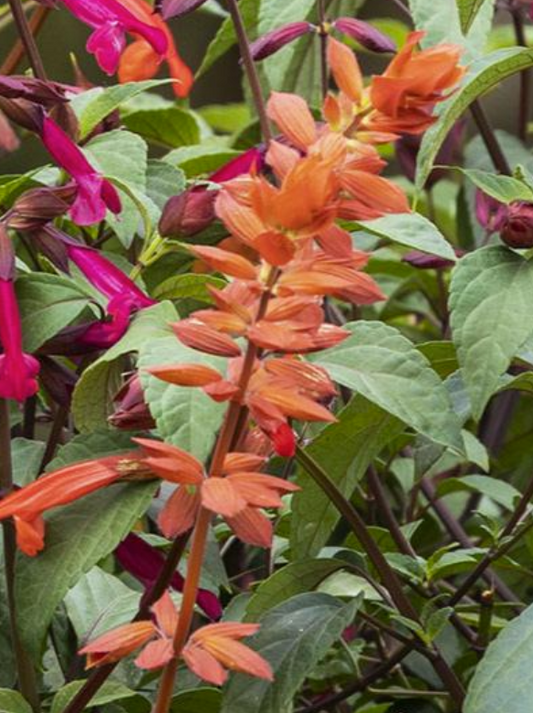 Salvia x buchananii Orange