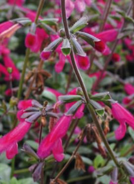 Salvia x buchananii Rose