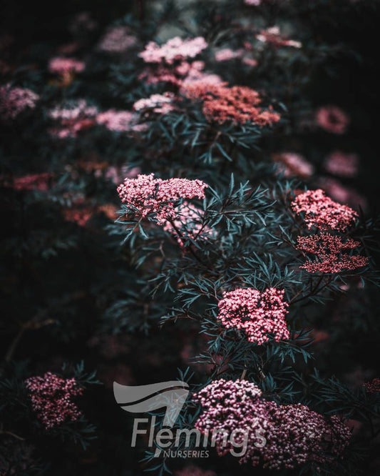 Sambucus Nigra 'Black Lace'