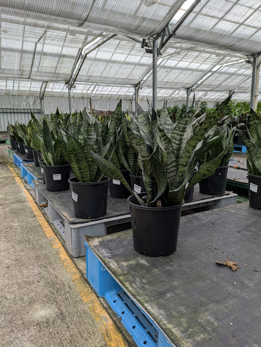 Sansevieria robusta