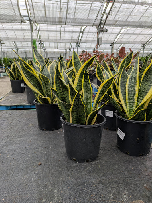 Sanseveria superba