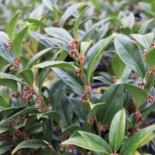 Sarcococca confusa