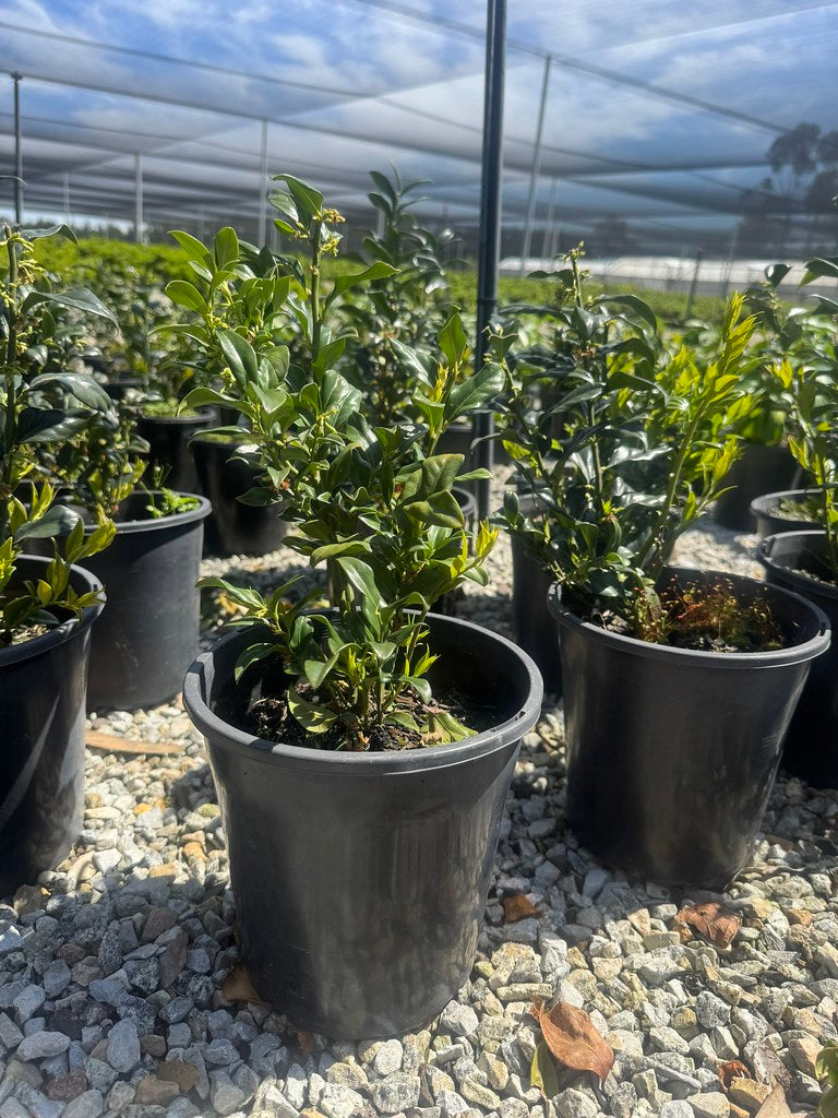 Sarcococca confusa