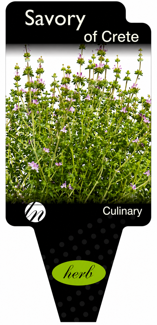 Savory - of Crete