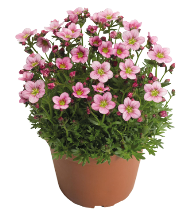 Saxifraga Alpino Pink