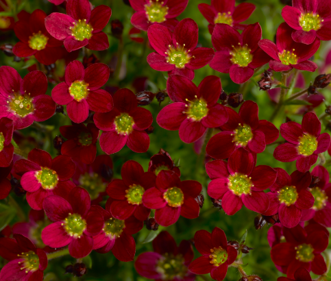 Saxifraga Alpino Red