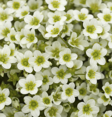 Saxifraga Alpino White