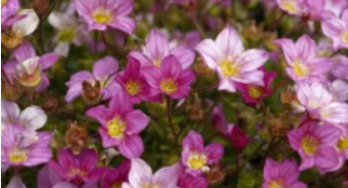 Saxifraga caespitosa Pink