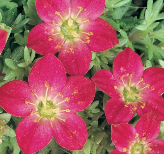 Saxifraga caespitosa Red