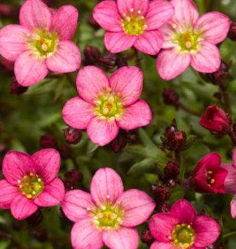 Saxifraga spp. Pink