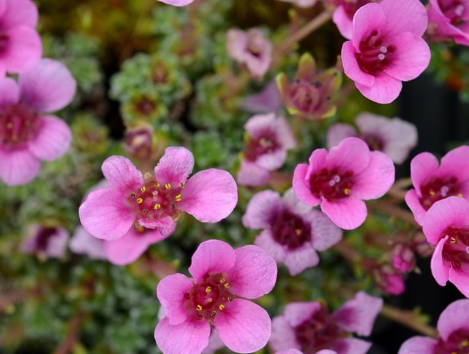 Saxifraga spp. Rose