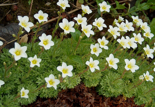 Saxifraga spp. White
