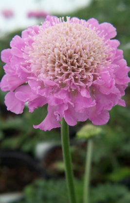 Scabiosa Mariposa Pink