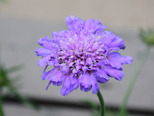 Scabiosa Pincushion Blue