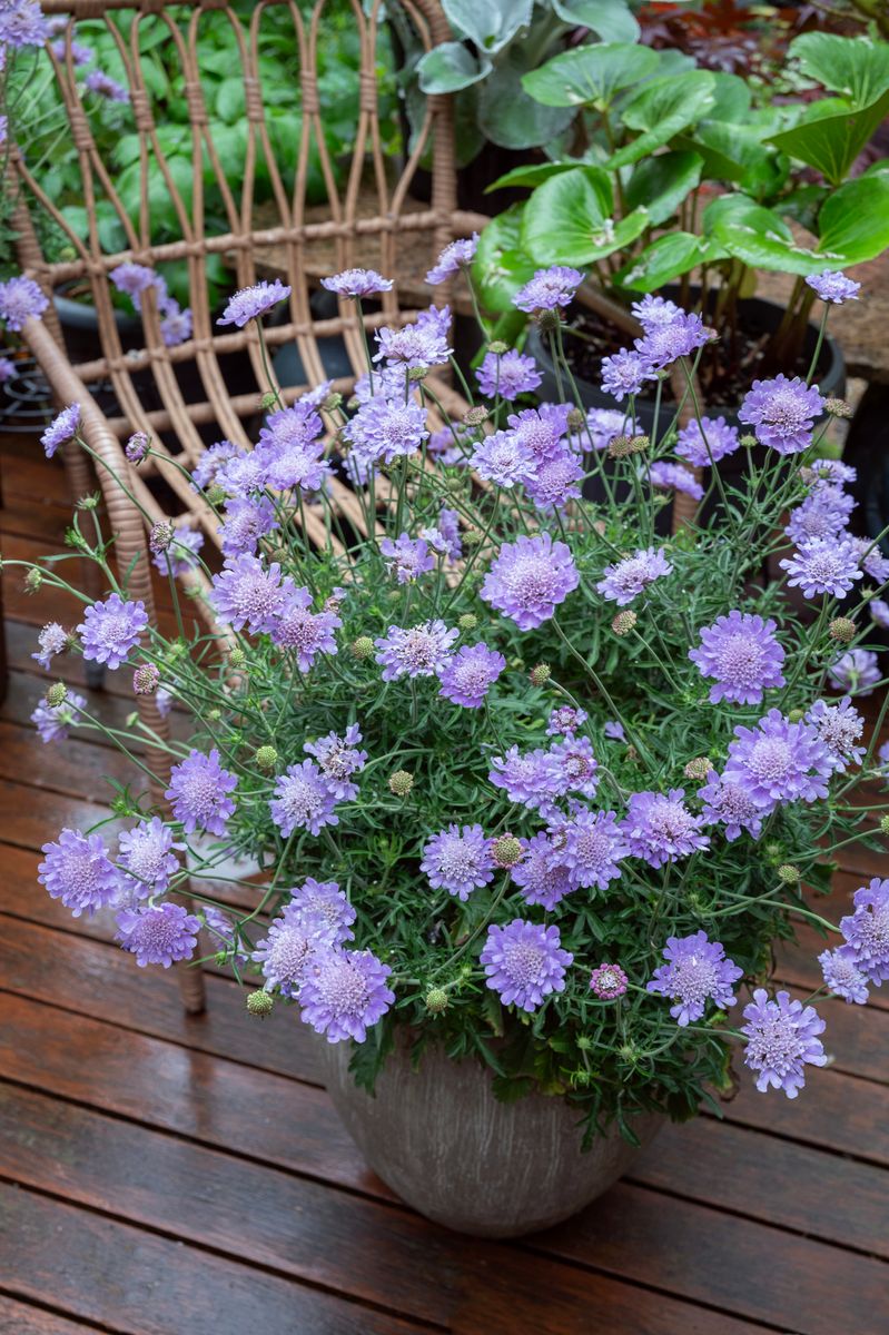 Scabiosa ‘POWDER PUFF™ Mauve’