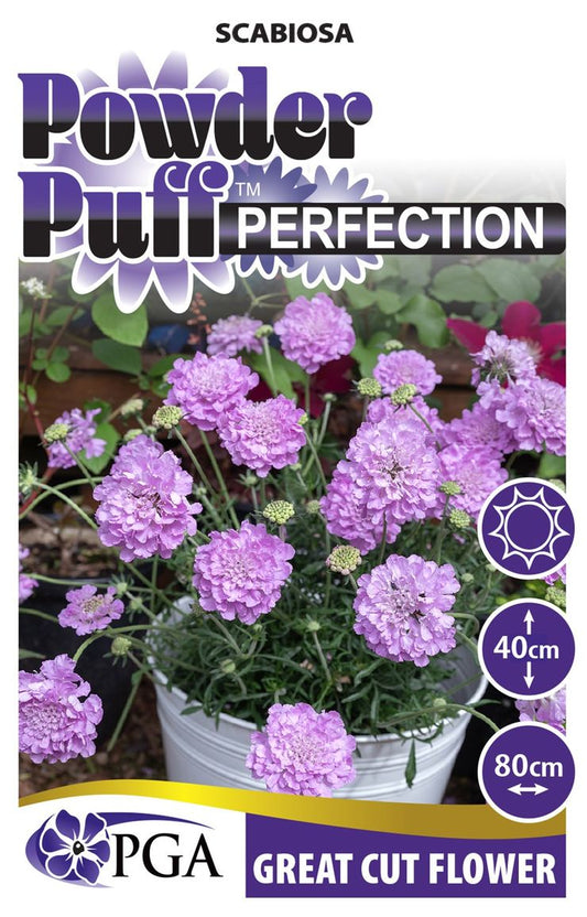 Scabiosa ‘POWDER PUFF™ Perfection’