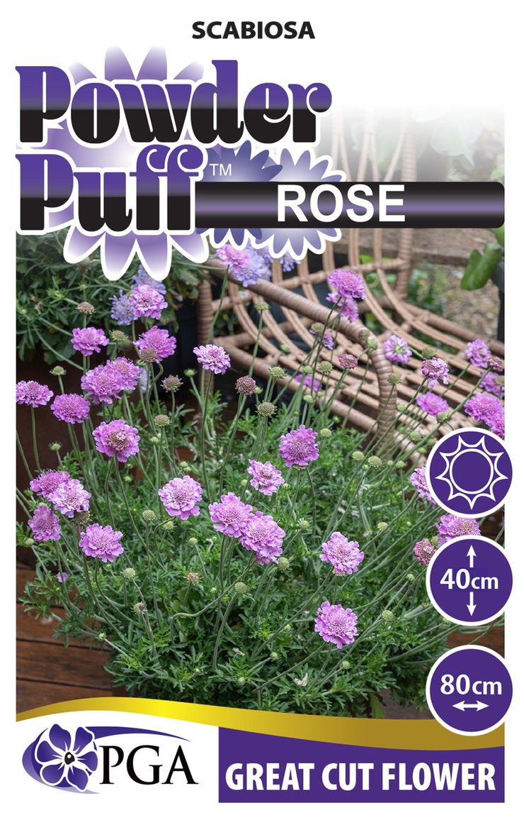 Scabiosa ‘POWDER PUFF™ Rose’ – The Plant Broker