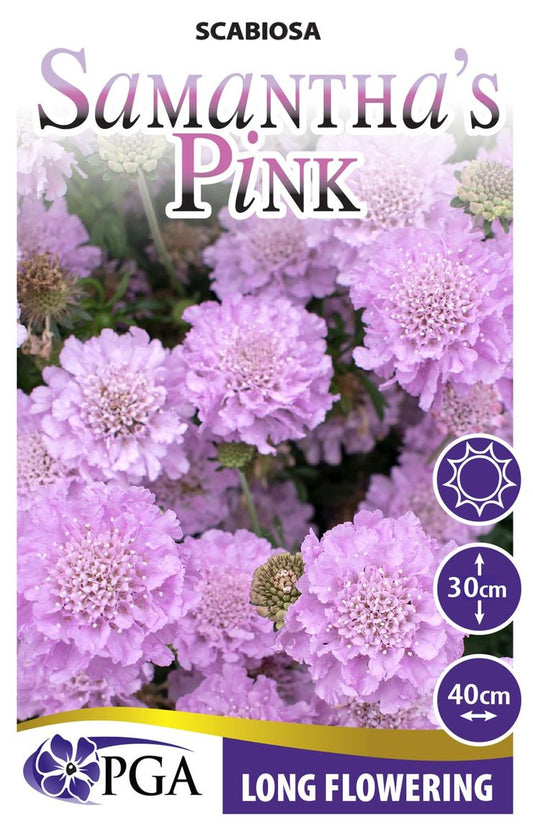 Scabiosa ‘Samantha's Pink’