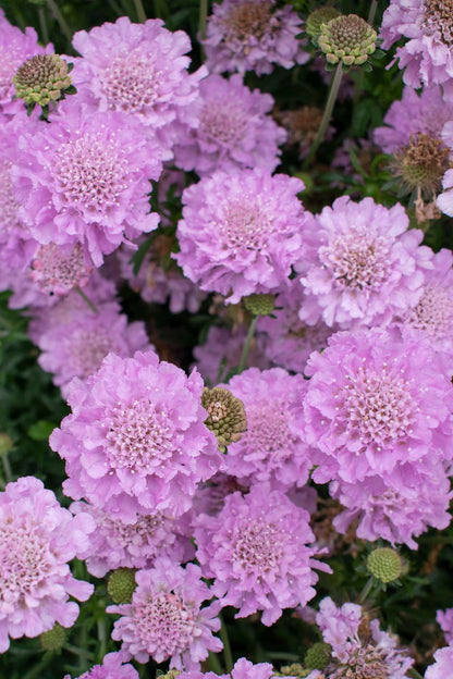 Scabiosa ‘Samantha's Pink’