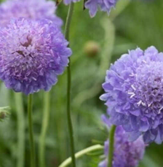 Scabiosa atropurpurea Blue