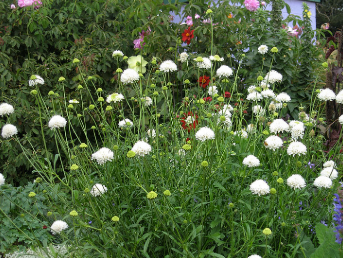 Scabiosa atropurpurea White