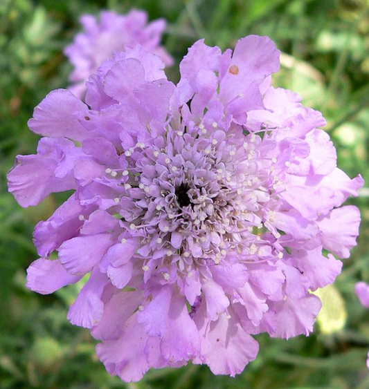 Scabiosa spp. Pink