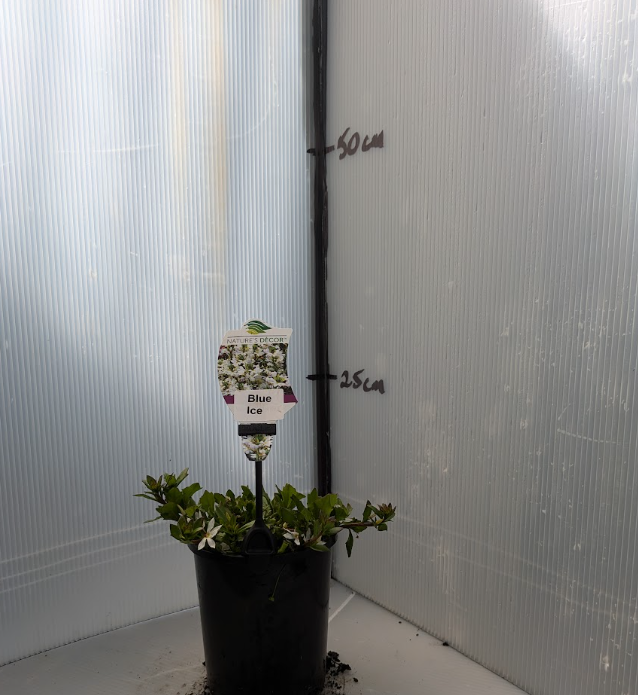 Scaevola Blue Ice