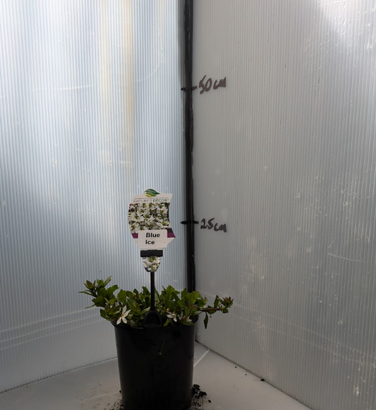Scaevola Blue Ice