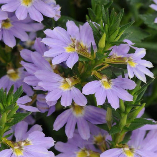 Scaevola Bondi™ Blue