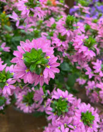 Scaevola Scala Pink