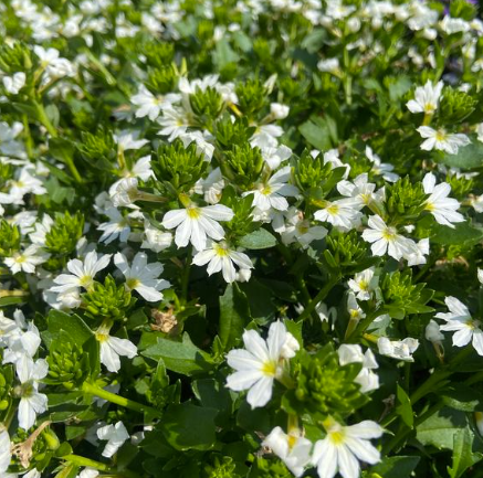 Scaevola Scala White